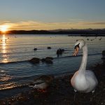 Lago di Varese 4