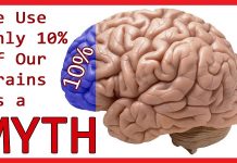 10 Interesting Facts About the Brain