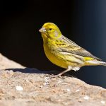 Canary Bird 1