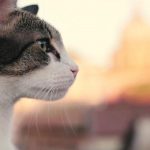 cat in Rome 1