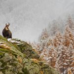 Gran Paradiso National Park Fauna