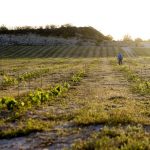 Milos Crops