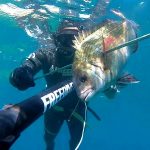 Spearfishing 1