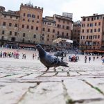 Piazza Del Campo 6