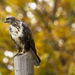 Pollino National Park 2