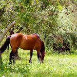 Pollino National Park 6