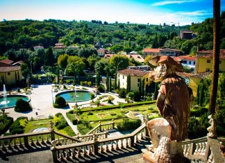 Top Interesting Facts about Collodi Singe savant admirant le paysage