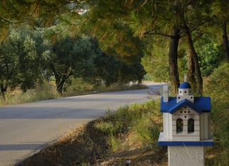 Top Interesting Facts about Dikella