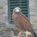 Ireland’s School of Falconry 1