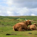 Dartmoor National Park 5