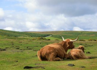 Top Interesting Facts About Dartmoor National Park
