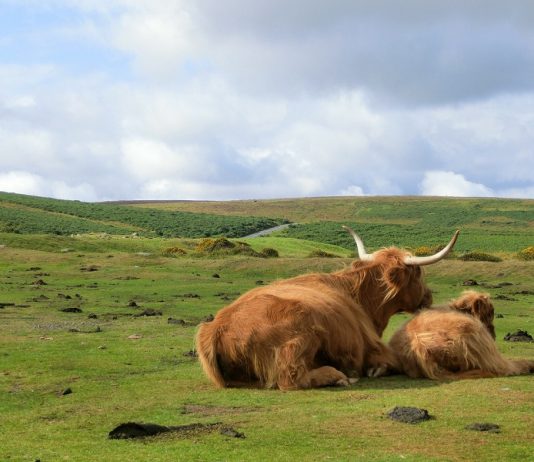 Top Interesting Facts About Dartmoor National Park