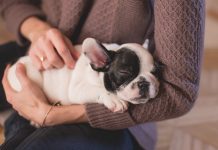 5 Top Facts Dog Owners Should Know
