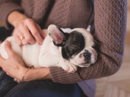 5 Top Facts Dog Owners Should Know