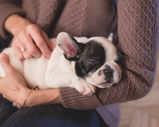 5 Top Facts Dog Owners Should Know