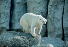 5 Top Interesting Facts About Polar Bears a-beautiful-polar-bear