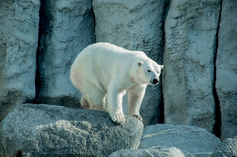 a-beautiful-polar-bear
