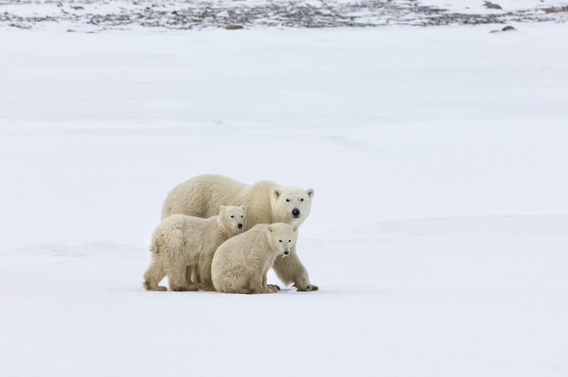 Wapusk National Park,Canada,A polar bear group, an adult and two cubs in the wild.