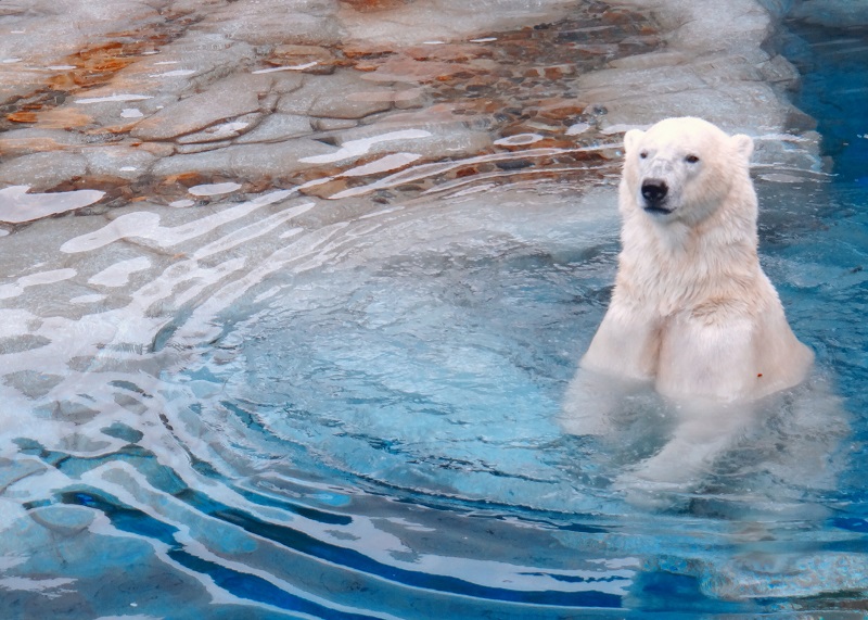 polar-bear swim