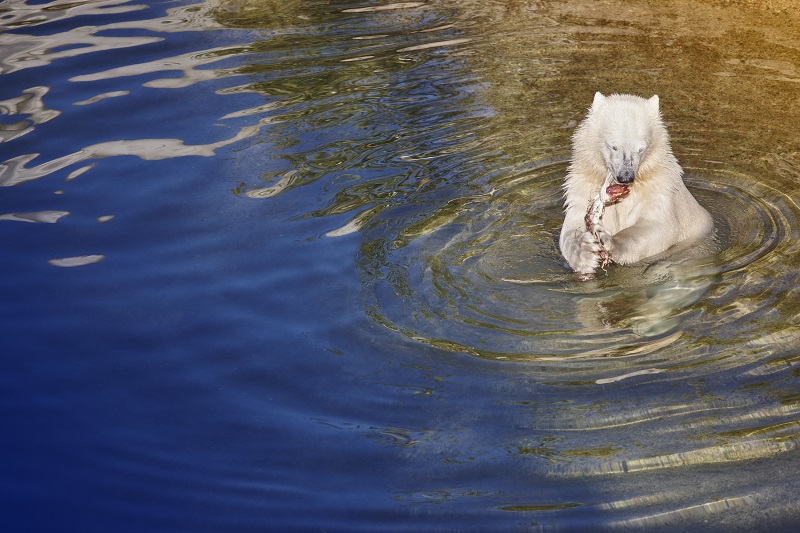 Polar bear cub eating on the water. Wildlife animal background