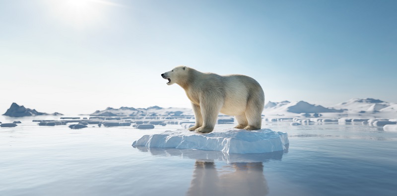 Polar bear on ice floe. Melting iceberg and global warming.