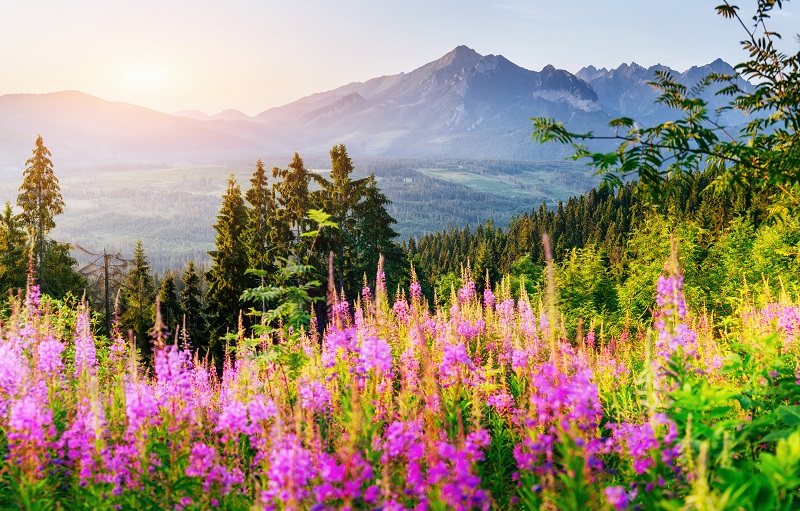 Wild flowers at sunset in the mountains. Poland