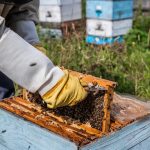 Bee master on apiary. Man in protective hat works with beehive. Beekeeper examining bees on a bee farm on green nature background.