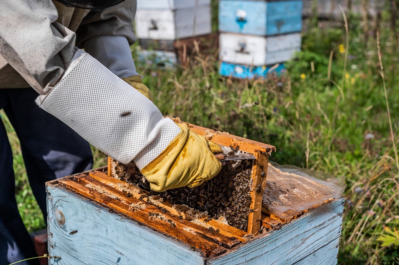 Bee master on apiary. Man in protective hat works with beehive. Beekeeper examining bees on a bee farm on green nature background.