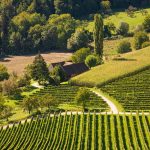 Crops of grape vine saw from wine route on Austria, Slovenia border.