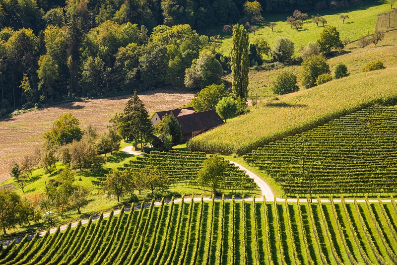 Crops of grape vine saw from wine route on Austria, Slovenia border.