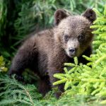 Cub of brown bear in the forest