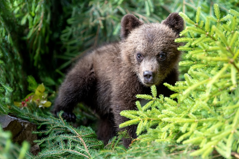 Cub of brown bear in the forest