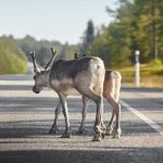 Reindeers crossing a road in Finland. Finnish landscape. Travel