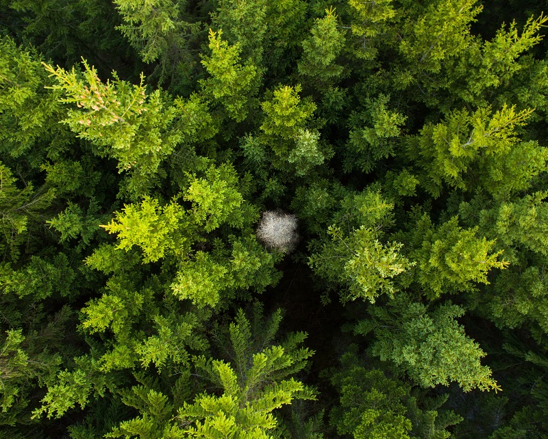 swedish-forest