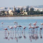 Larnaca Flamingos
