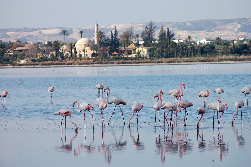Larnaca Flamingos