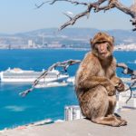 Barbary macaque monkey in Gibraltar