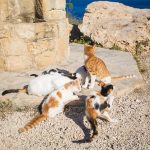 Cats in Cyprus. Homeless animals concept