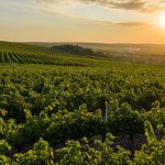 Beautiful sunset over green hills with cultivated vines, Cricova, Moldova