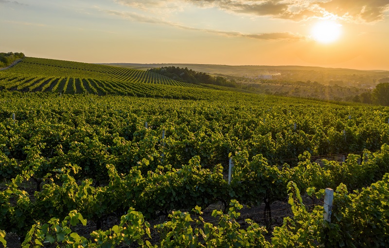 Beautiful sunset over green hills with cultivated vines, Cricova, Moldova