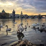 charles-bridge-bridge-view-in-prague-on-golden hour